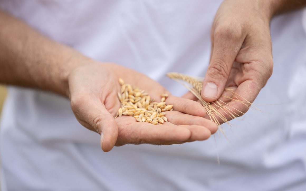 Bäckerei Schaefer Getreide